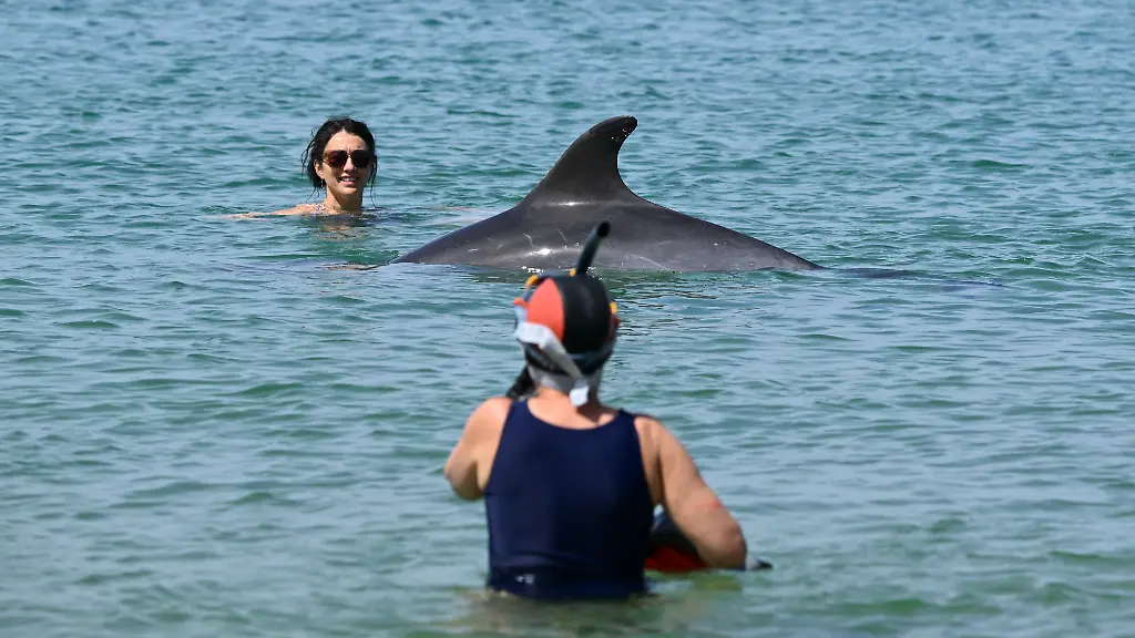 Tierschützer besorgt: Zutraulicher Delfin erfreut Urlauber in Frankreich