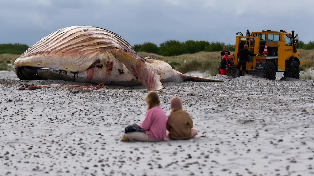 Ansteckungsgefahr für Badegäste: Aufgeblähter Buckelwal liegt jetzt am Strand