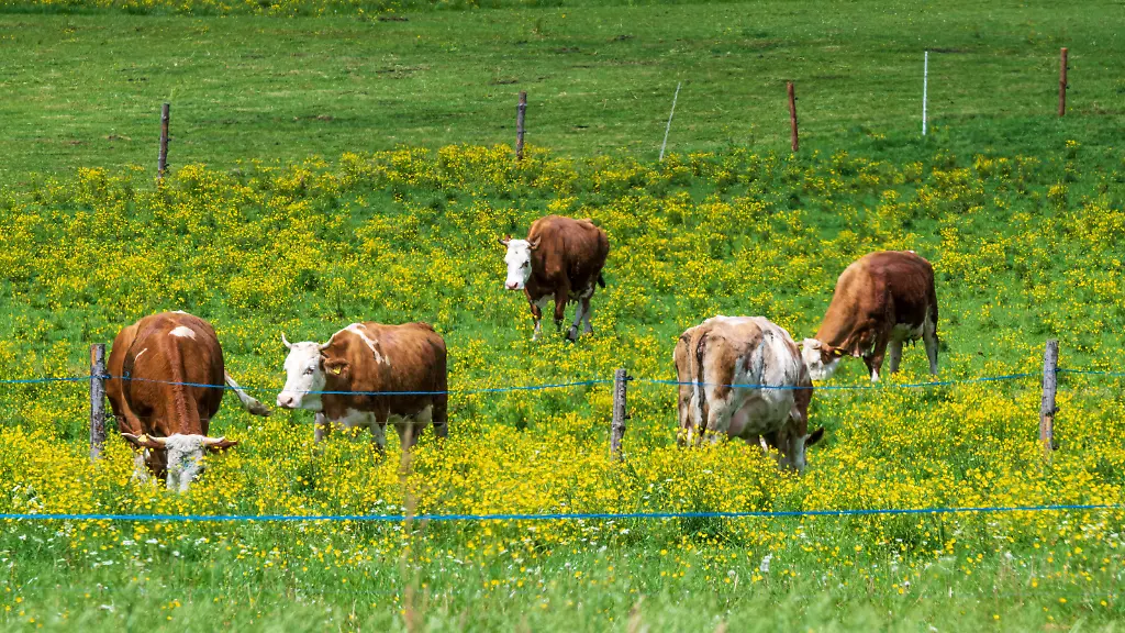 Paar auf Weide angegriffen: Wanderin bei Kuh-Attacke in Österreich getötet