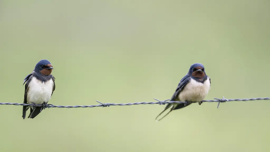 „Zahlen müssen uns besorgen“: Diese Gartenvögel gibt es immer weniger in Deutschland