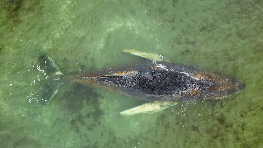 Bleibt Kadaver unter Wasser?: Retter erhalten keine Lebenszeichen mehr vom Ostsee-Wal