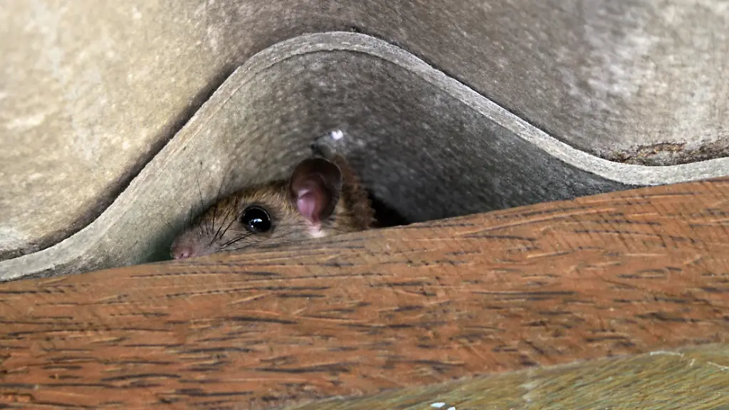 The-rat-hid-in-the-space-between-the-wooden-beam-and-the-roof-tiles-The-rat-hid-in-the-space-between-the-wooden-beam-and-the-roof-tiles-Hiding-of-mice-Rodent-that-is-carriers-of-the-disease