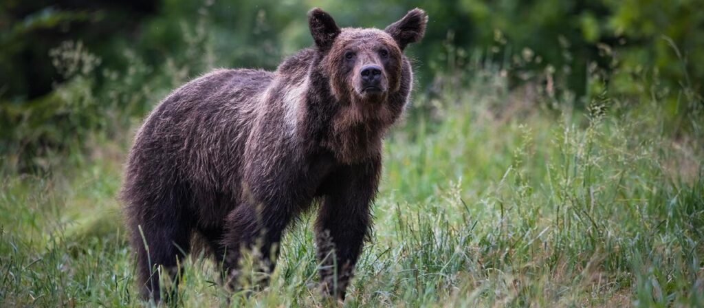 Polen suchen nach Angriff richtigen Umgang mit „Problembären“
