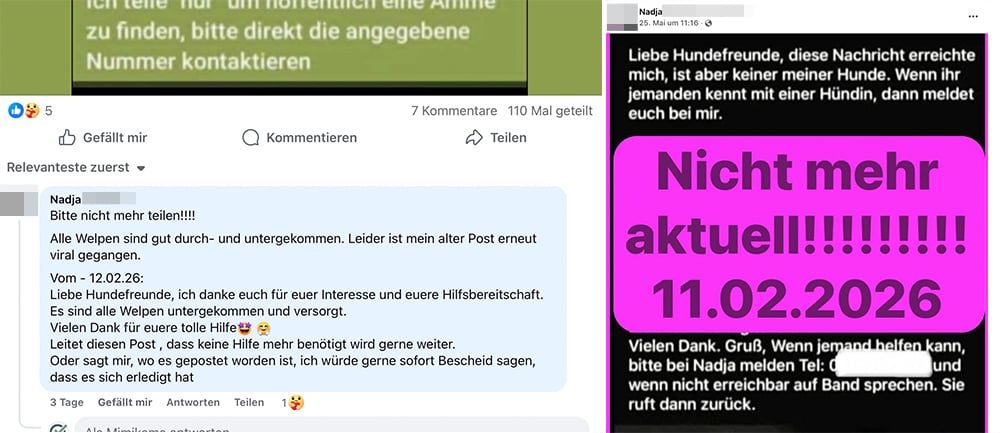 Alle Welpen sind gut durch- und untergekommen. Der ursprüngliche Post stammte vom 11./12.02.2026 | Screenshots Facebook