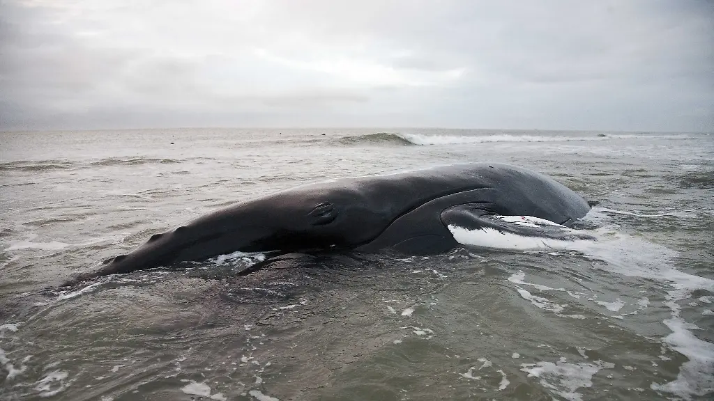 epa03511301-The-carcass-of-stranded-humpback-whale-Johannes-on-a-sandbank-in-Den-Helder-the-Netherlands-16-December-2012-Reports-state-that-humpback-whale-became-stranded-on-12-December-2012-and-efforts-to-save-the-whale-near-the-Wadden-Sea-island-of-Texel-failed