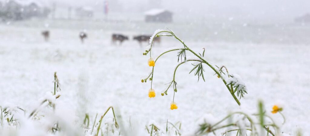 Die Eisheiligen bringen Schnee in Teilen Deutschlands
