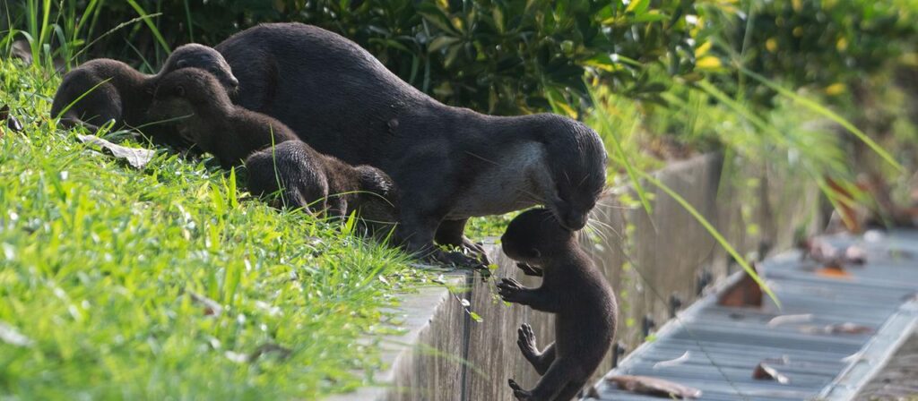 Zwischen Hochhäusern in Singapur – Wenn Otter Nachbarn werden