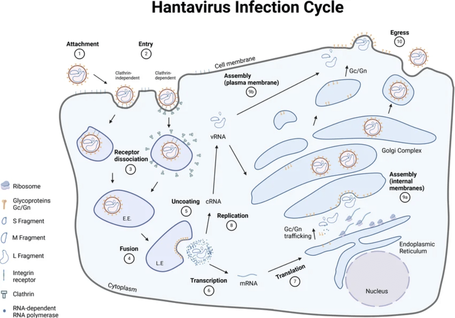 Infektionszyklus des Hantavirus: Die Vermehrung erfolgt im Zytoplasma, nicht im Zellkern.
Quelle: Frontiers in Immunology / ResearchGate
