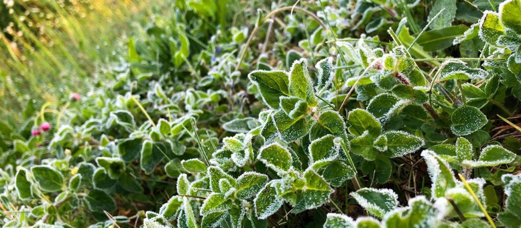 Klimawandel: Gilt altes Wetterwissen noch für die Eisheiligen?