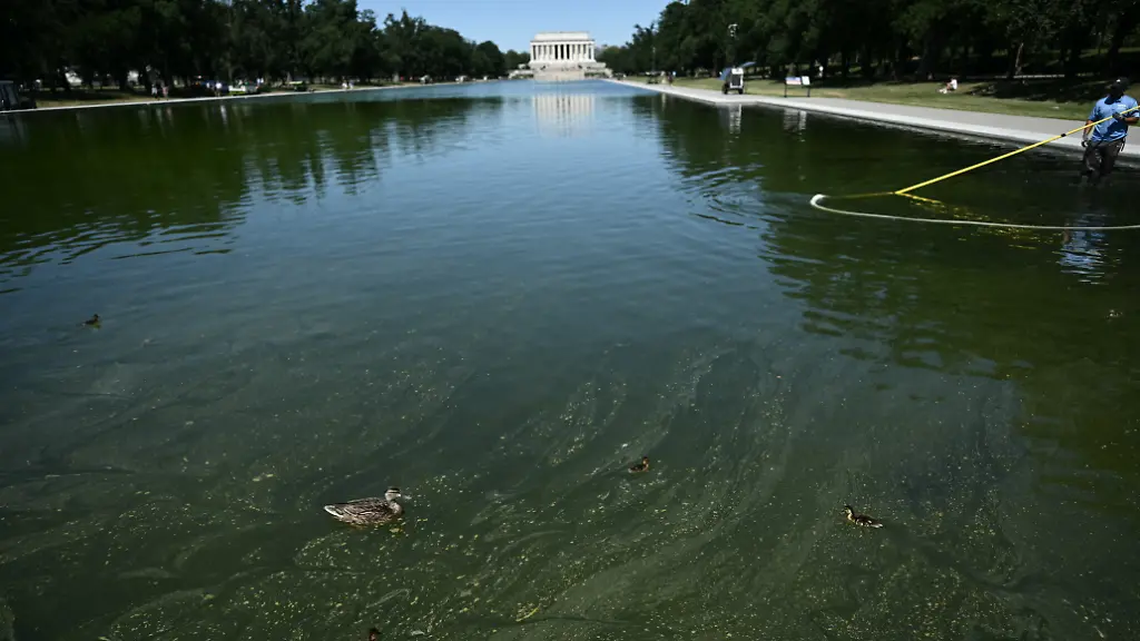Millionen in den Sand gesetzt?: Von Trump renoviertes Wasserbecken wieder von Algen befallen
