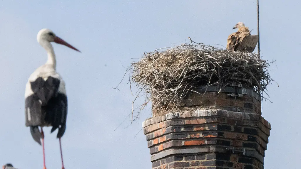 „Eltern-Störche waren machtlos“: Gänsegeier frisst Jungtiere – Storchendrama bewegt Niedersachsen