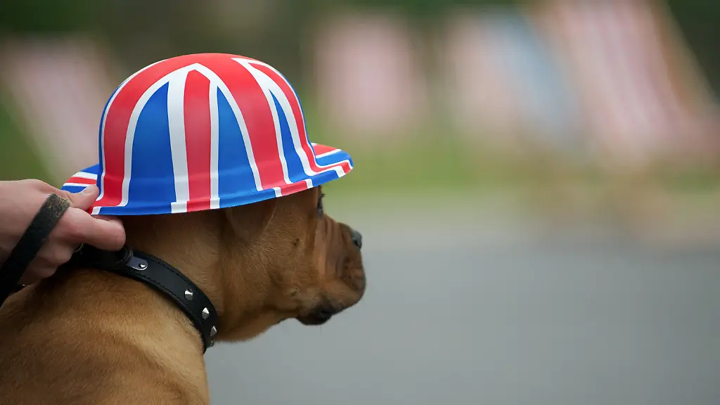 June-3-2012-Middlesbrough-Cleveland-UK-Middlesbrough-England-Harry-the-dog-during-a-party-to-celebrate-the-Queen-s-Jubilee-in-Middlesbrough-town-centre-The-Royal-Jubilee-celebrations