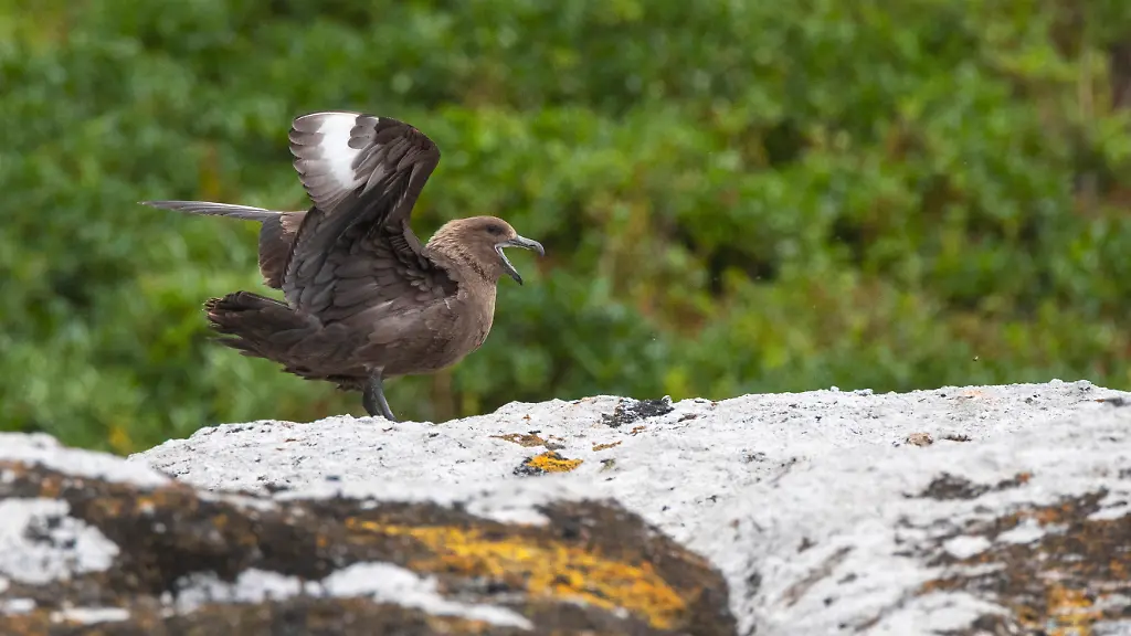 Infizierte Möwe in Australien: Vogelgrippe erreicht auch den letzten Kontinent