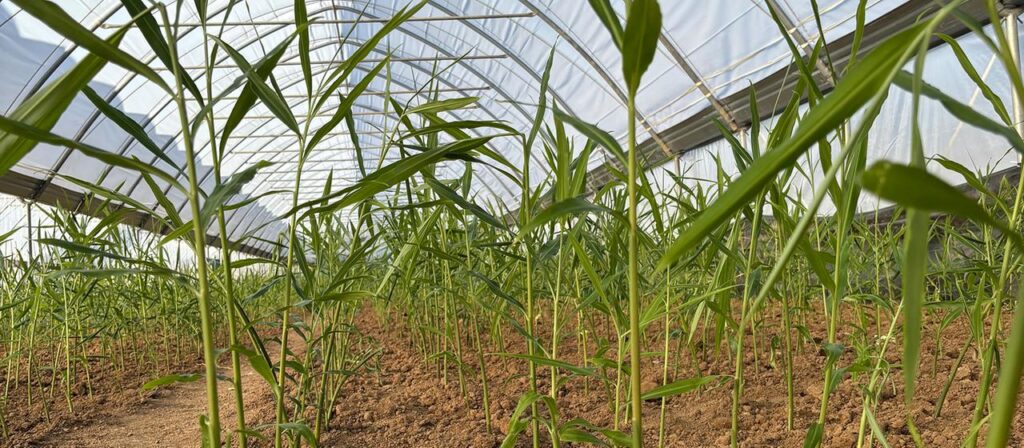 Klimawandel ermöglicht Anbau von tropischem Ingwer in Schwaben