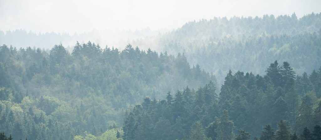 Mehr Wasser in Wäldern: Gut für Bäume und Anwohner