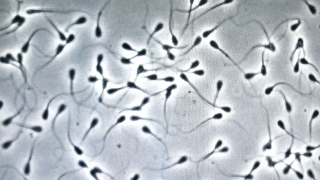 Folgen für die Nachkommen?: Studie: Luftverschmutzung hinterlässt Spuren an Spermien-DNA