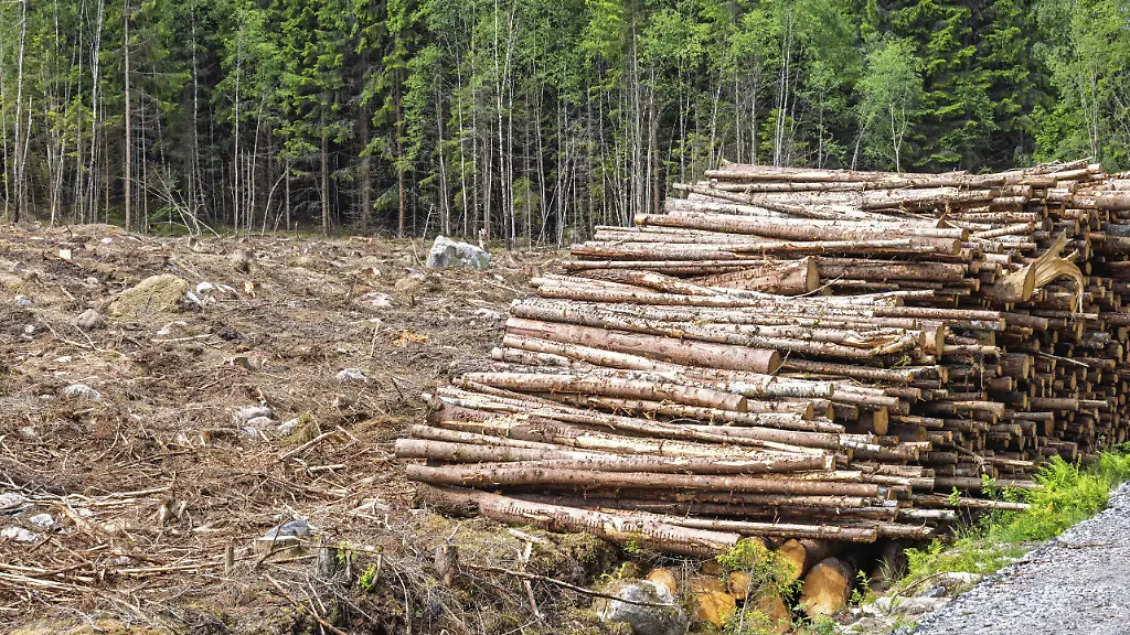 Für Kaffee wird Regel strenger: EU-Kommission schaut bei Rinderhäuten nicht mehr auf den Waldschutz