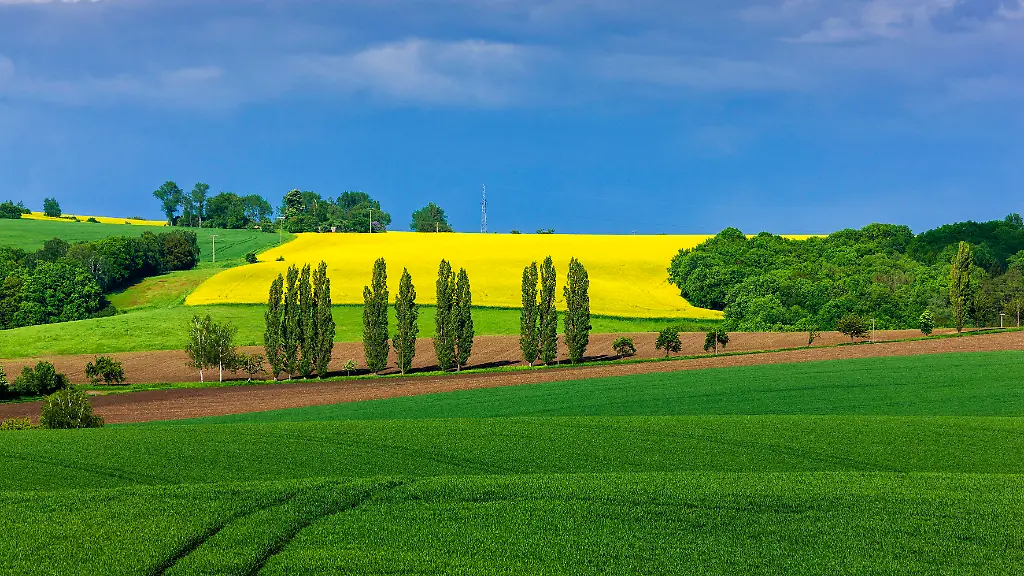 Blumenfelder-in-der-Lommatzscher-Pflege-Blumenfelder-in-der-Lommatzscher-Pflege-Die-wegen-ihrer-fruchtbaren-Boeden-als-Kornkammer-Sachsens-bekannte-Region-besitzt-dank-einer-gemeinsamen-Historie-bezeugt-durch-kulturlandschaftliche-Einheit-und-Baukultur-eine-starke-regionale-Identitaet