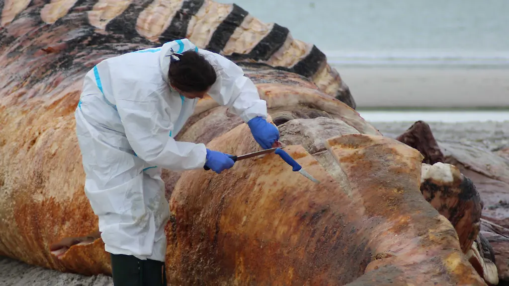 Tierärztinnen widersprechen sich: Rettungsinitiative streitet sich über DNA-Probe des Ostsee-Buckelwals