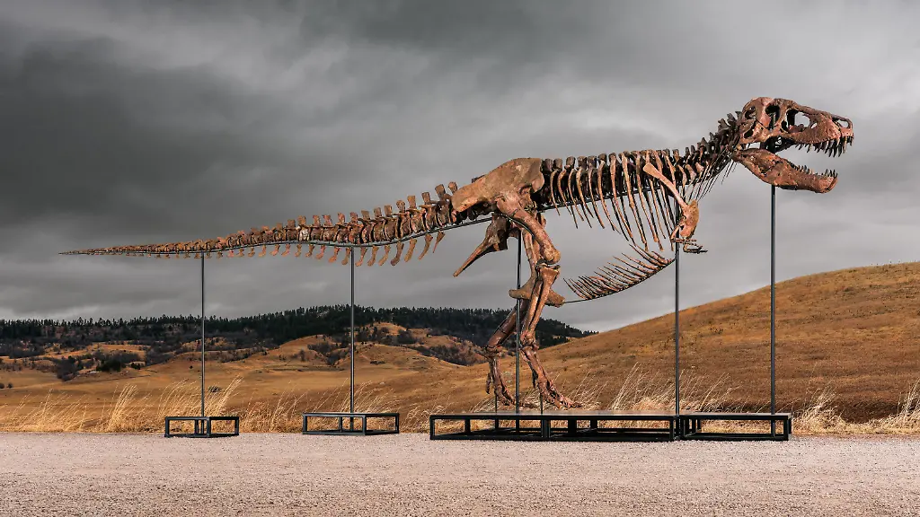 Nach zehnminütigem Wettstreit: Skelett von T-Rex „Gus“ bricht Auktionsrekord