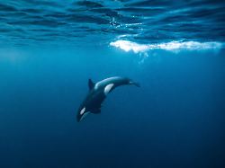 Forscher rätseln über Gründe: Orcas rammen Riesenfisch – bis er „explodiert“