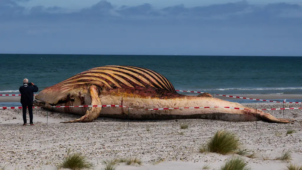 War es nicht der Ostsee-Wal?: Rätsel um DNA des bei Anholt angespülten toten Buckelwals