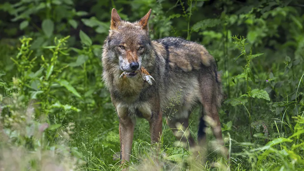 Bericht über Vorfall in Italien: Hündin soll Kleinkind gegen Wolf verteidigt haben