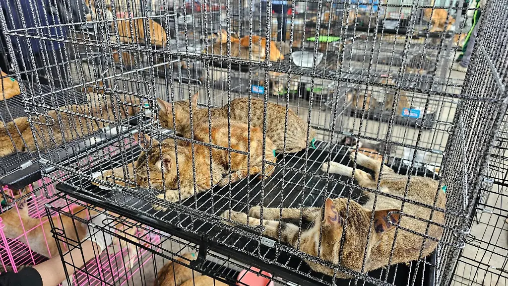 Grausames Geschäft: Katzen als Delikatesse spalten Vietnams Gesellschaft