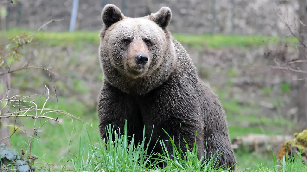 Verdächtige Spur gefunden: Streift ein Bär durchs Allgäu? Behörden warnen Wanderer