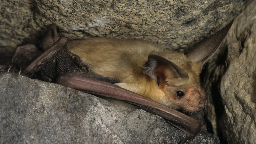 Male-Pallid-bat-Antrozous-pallidus-near-Osoyoos-British-Columbia-Canada-PUBLICATIONxINxGERxSUIxAUTxHUNxONLY-acp20265-Male-pallid-Bat-pallidus-Near-British-Columbia-Canada-PUBLICATIONxINxGERxSUIxAUTxHUNxONLY-acp20265