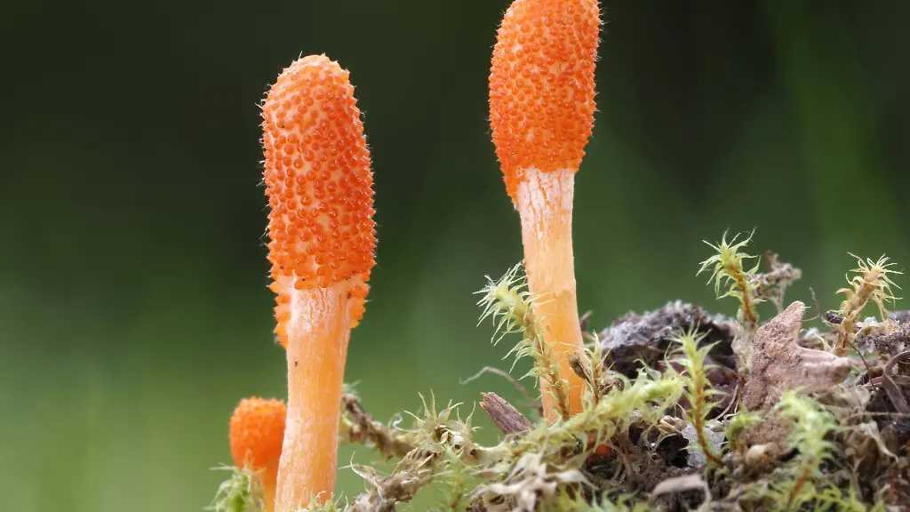 Biologisch abbaubar und bunt: Material aus lebendem Pilz repariert sich selbst