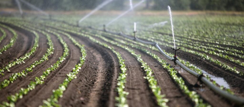 Mehr Gemüse statt Fleisch – wie das die Landwirtschaft verändern würde