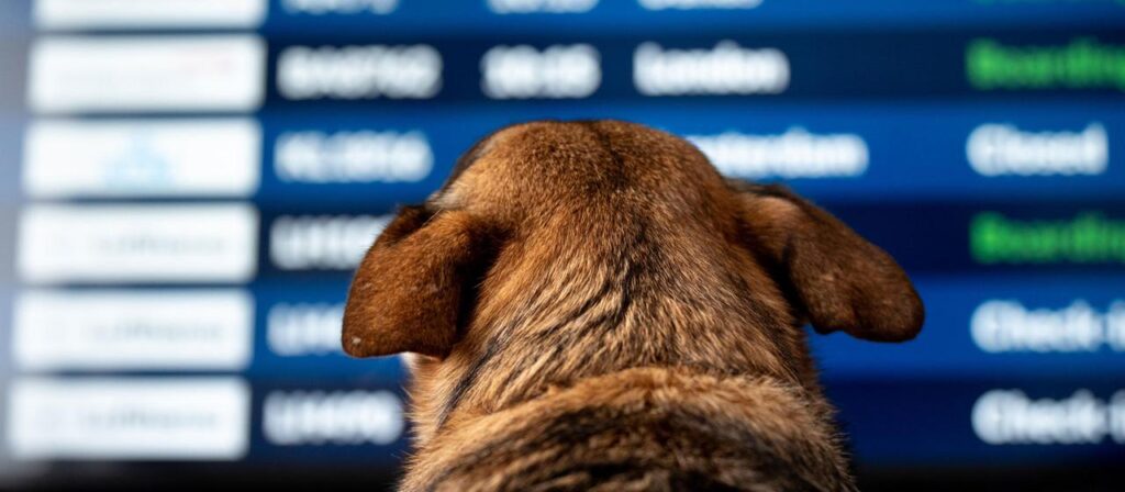 Lufthansa-Tochter ITA erlaubt jetzt große Hunde in der Kabine