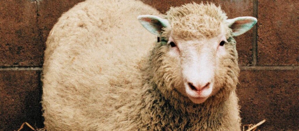 30 Jahre nach „Dolly“: Wie das Klonschaf die Forschung veränderte