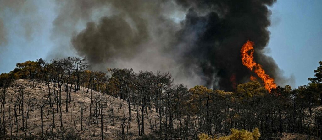 Frankreich: Die Not der Weinbauern nach den Waldbränden