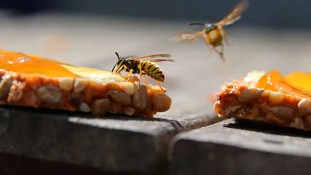 Summ, brumm – Autsch!: Erste Hilfe bei Bienen- und Wespenstichen: So geht’s richtig