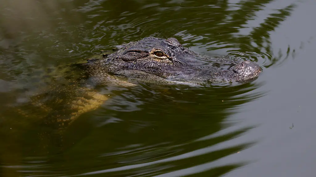 Arm amputiert: Kinder müssen mit ansehen, wie Alligator Frau verschlingen will