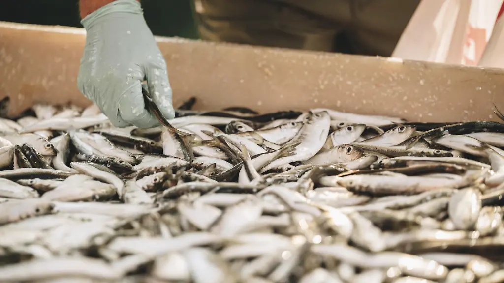 Bestände unter Mindestwert: EU will Fischern den Heringsfang in westlicher Ostsee verbieten