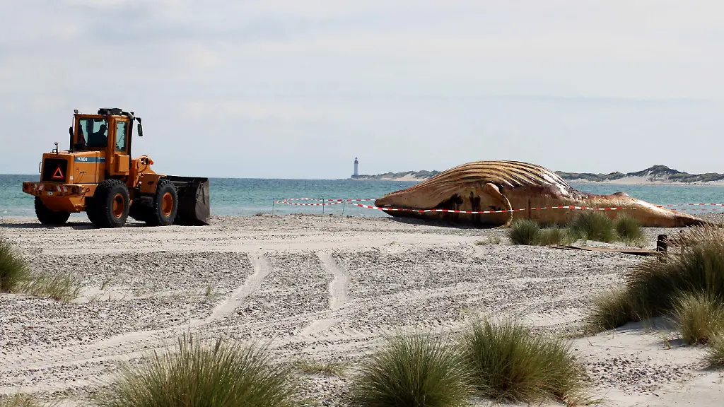 Backhaus sieht Buckelwal-Transport heute anders