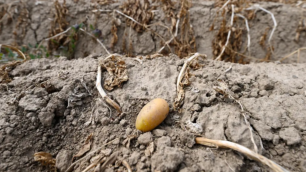 „Brutal angespannte“ Lage: Bauern fürchten „totale“ Ernteausfälle durch Dürre