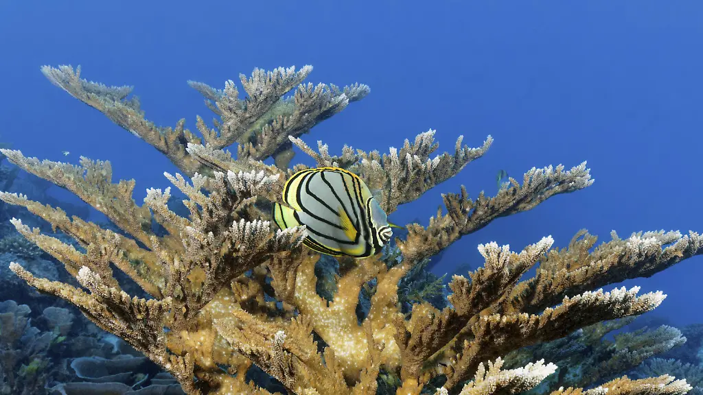 „Anzeichen einer Erholung“: Sommermonsun rettet Great Barrier Reef vor Korallenbleiche