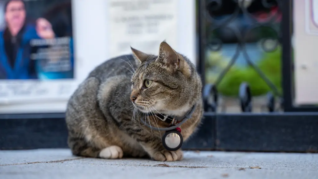 Smarte Gadgets immer beliebter: Wann Hightech für Katzen sinnvoll und wann gefährlich ist