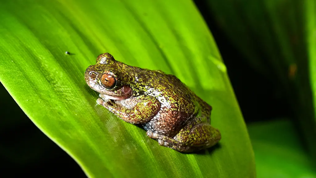 Nachtaktiv und winzig: Neu entdeckter „Kaffeefrosch“ kann singen
