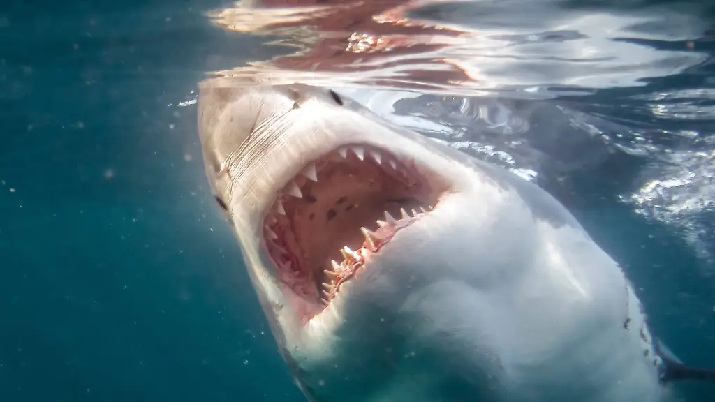 Mit neuer Untersuchungsmethode: Haischuppen im Sediment sollen Anzahl der Tiere von einst verraten