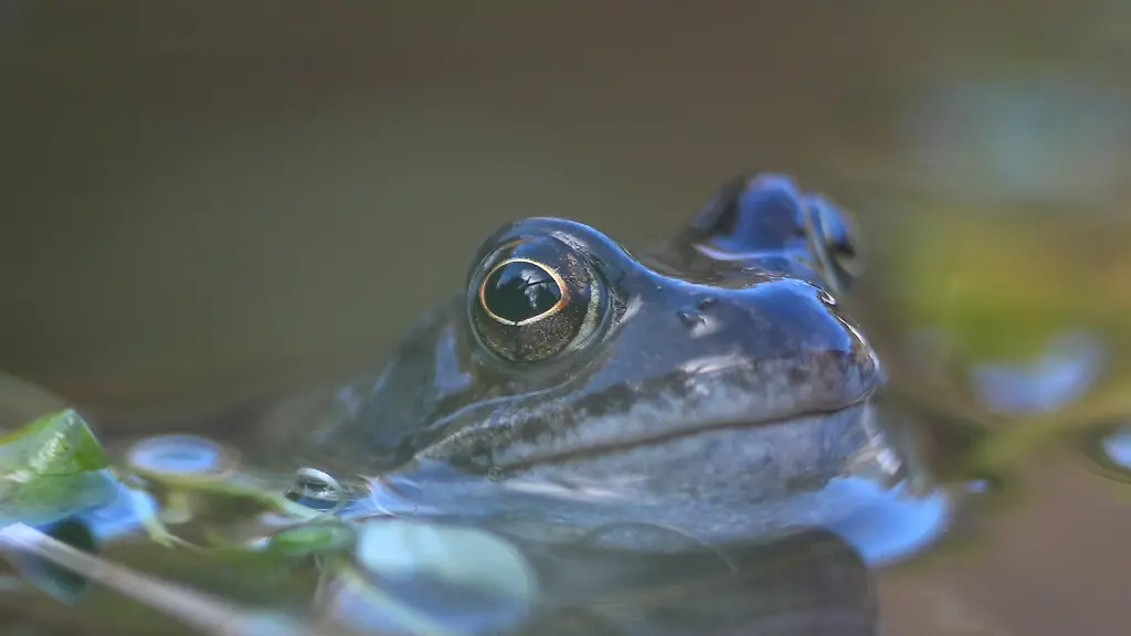 Winter-weather-Feb-15th-2026-A-common-frog-Rana-temporaria-in-a-pond-in-the-Dublin-Mountains-Depending-on-weather-conditions-the-frogs-emerge-from-hibernation-in-February-or-March-and-head-for-their-freshwater-breeding-grounds-to-begin-spawning-Picture-date-Sunday-February-15-2026