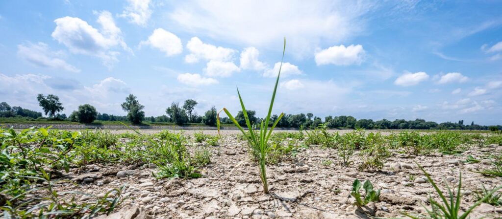 Flüsse im Trockenstress – Ökosystem fehlt die Lebensgrundlage