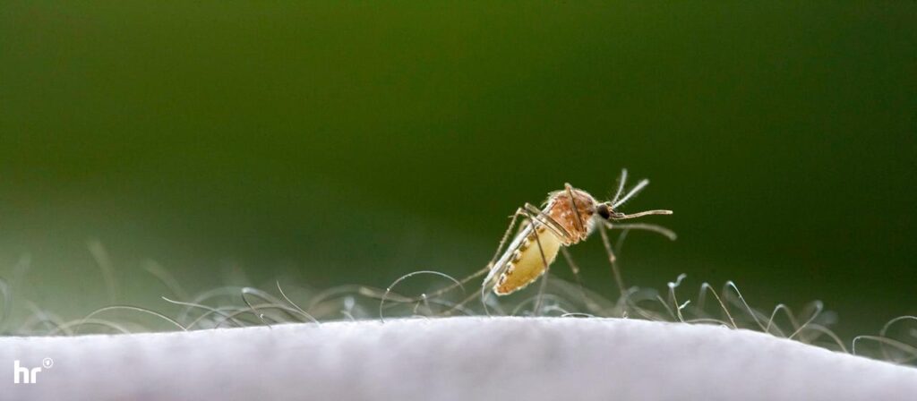 „Airport-Malaria“: Ein Toter nach Infektion am Frankfurter Flughafen
