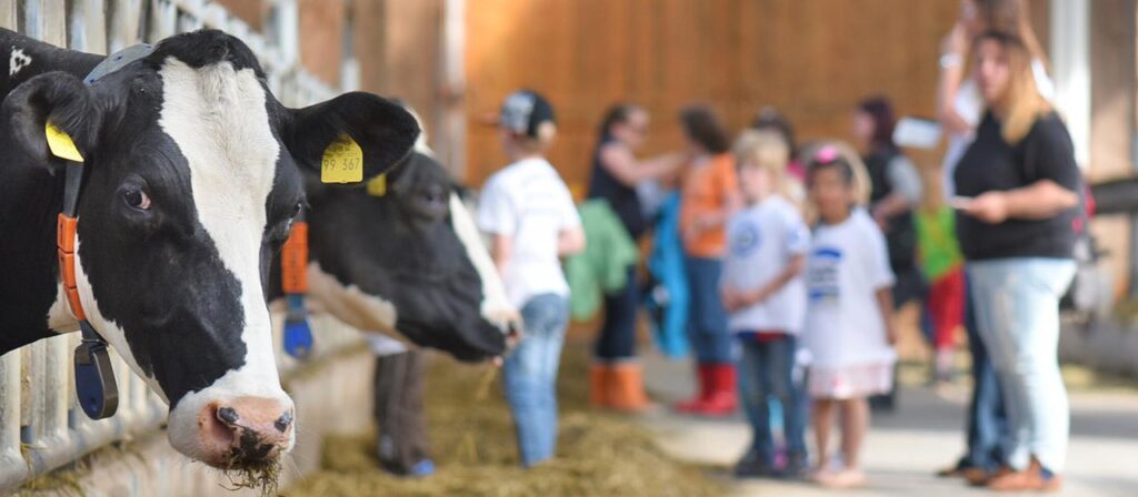 „Bauernhofeffekt“: Warum der Kuhstall Kinder vor Allergien schützen kann