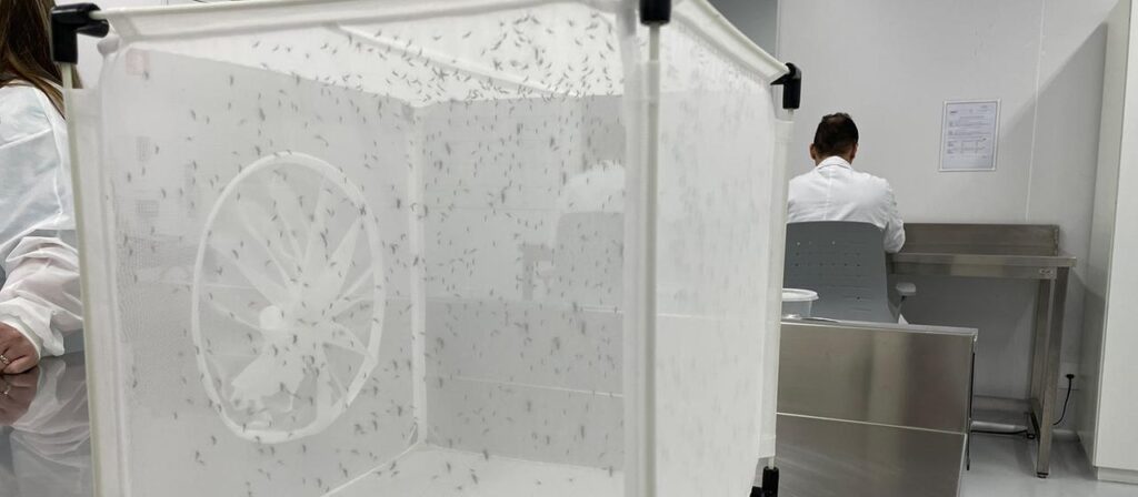 Kampf gegen Dengue in Brasilien: 190 Millionen Mücken pro Woche
