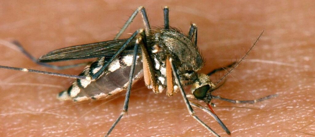 West-Nil-Virus: 157 Fälle in Griechenland gemeldet